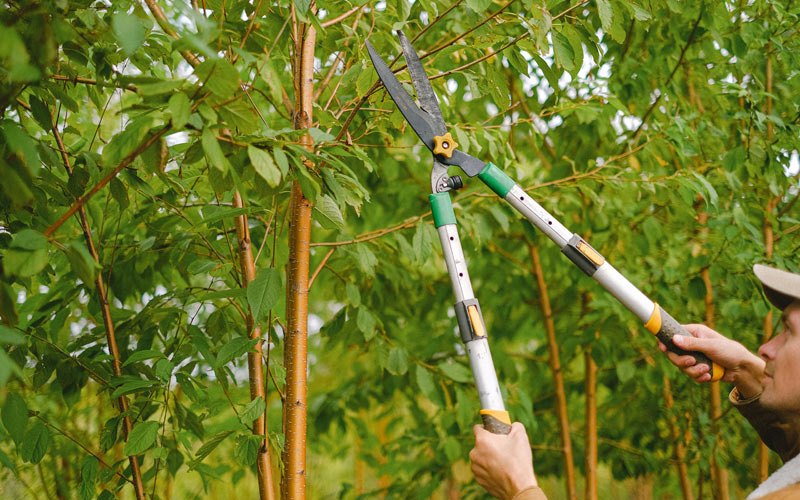 Tree trimming in Ireland, WV