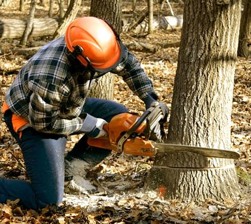 Tree Removal in Ireland, WV